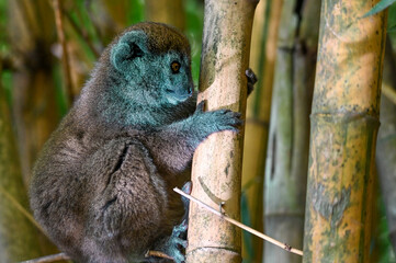 Northern Bamboo Lemur - Hapalemur occidentalis, close up Madagascar nature