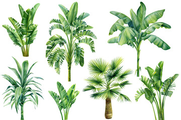 Palm trees on isolated white background, summer set. Jungle design - obrazy, fototapety, plakaty