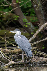 Grey Heron (Ardea cinerea), London, United Kingdom