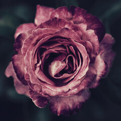 Rose flower on a dark background close-up stylized - 517666351