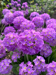 Primula denticulate flowers in bloom in the garden - 517666352