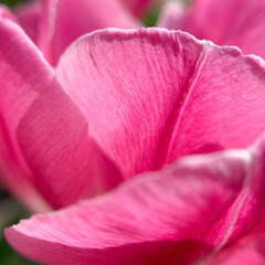 Pink tulip petals close up - 517666355