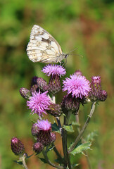 Marbled white on creeping thistle