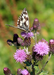 Marbled white butterfly on thistle