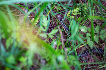 Black  European viper on the country forest road