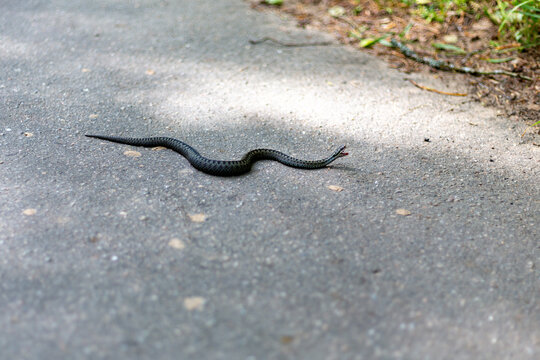 Black  European viper on the country forest road