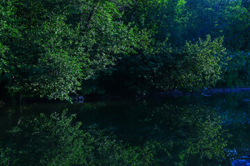 Obraz premium Spreading branches of trees with dense foliage hang over the surface of the river in the early summer morning. Beautiful natural landscape