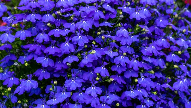 Blue Soft Flowers Lobelia Erinus Bellflower Family Campanulaceae 