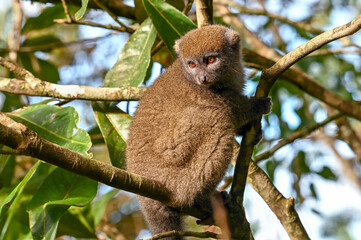 Northern Bamboo Lemur - Hapalemur occidentalis, close up Madagascar nature