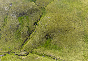 a flock of sheep on a pasture seen from above