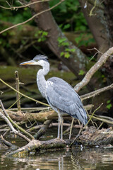 Grey Heron (Ardea cinerea), London, United Kingdom