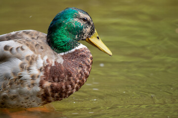 Male Mallard Duck, United Kingdom
