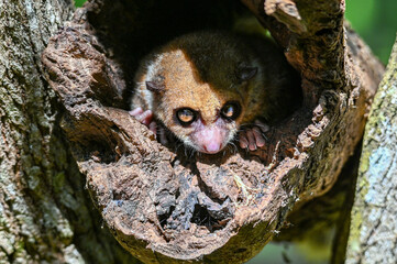 Grey mouse lemur Microcebus murinus, portrait, Madagascar nature © mirecca