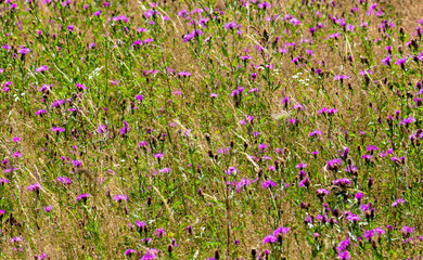 a close-up with tall grass and wild flowers