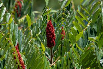 a close-up with a Rhus glabra flower