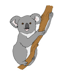 Koala am Ast