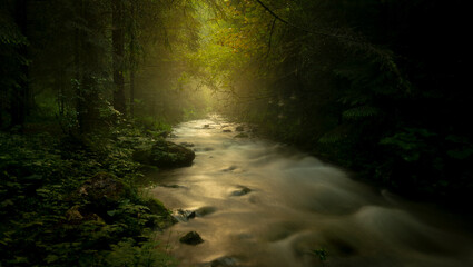 Obraz premium Forest river
