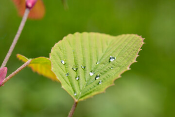 beautiful delicate clover leaf with a beautiful texture and dew drops after rain