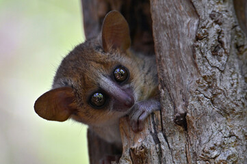 Grey mouse lemur Microcebus murinus, portrait, Madagascar nature © mirecca