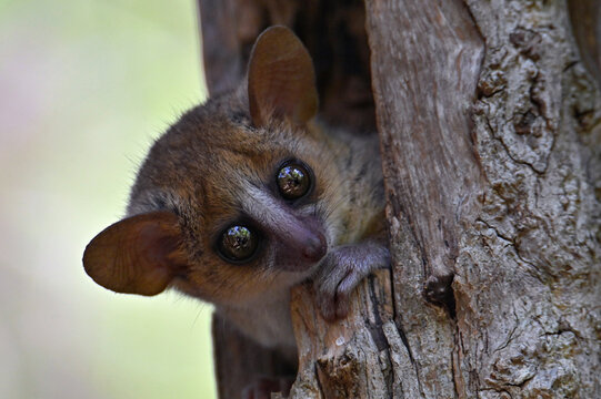 Grey mouse lemur Microcebus murinus, portrait, Madagascar nature