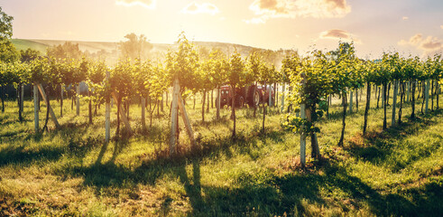 Fototapeta na wymiar Tractor in the vineyard at sunset.