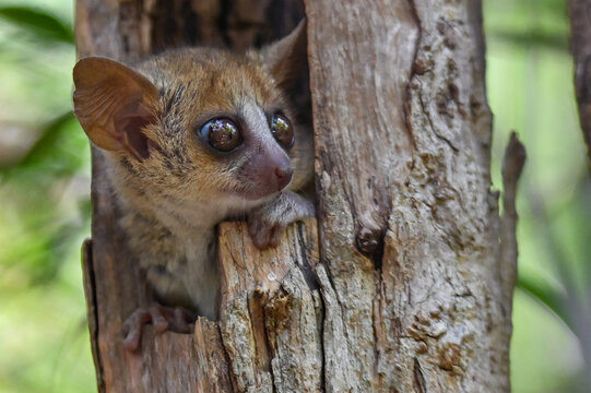 Grey mouse lemur Microcebus murinus, portrait, Madagascar nature