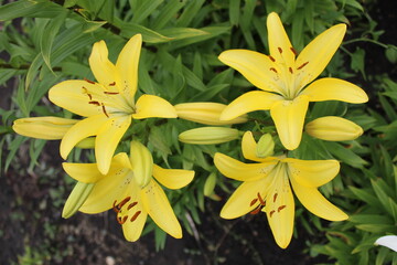 Fototapeta na wymiar yellow lilies