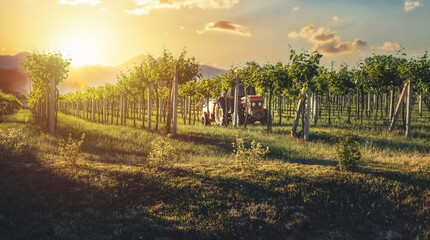 Tractor in the vineyard at sunset.