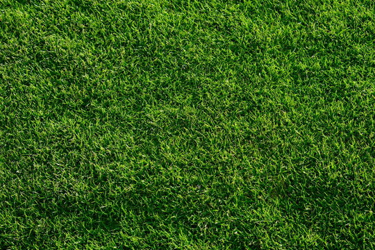 green grass texture on a sunny day
