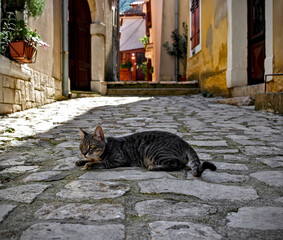 A cute stray cat laying on the street