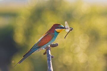beautiful wild bird at sunset holding a dragonfly in its beak