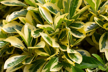 Detail of Euonymus Japonicus variety Sunny Delight, a very cold hardy shrub with variegated green...