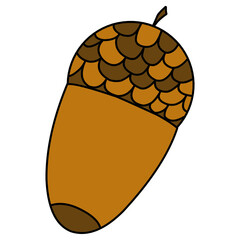 Acorn illustration