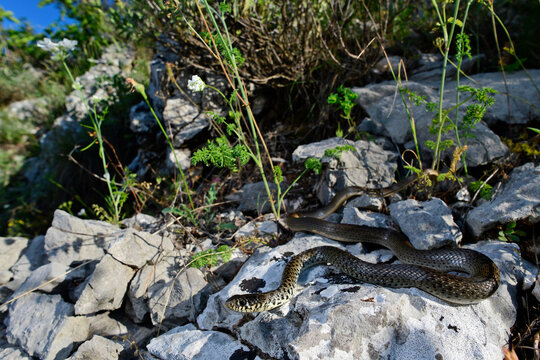 Balkan whip snake // Balkan-Zornnatter (Hierophis gemonensis) 