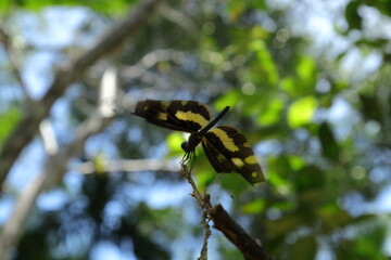 A Variegated Flutterer (Rhyothemis variegata) dragonfly is perched on top of a dry stem tip