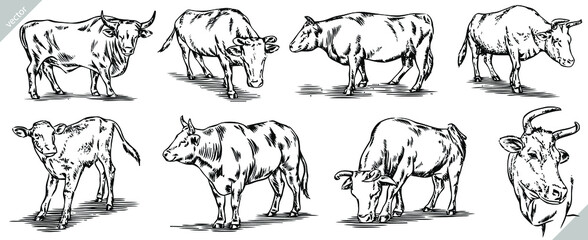 Vintage engrave isolated cow set illustration ink sketch. Bull background calf vector art
