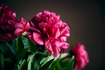 Bouquet of pink peonies on a dark background. Front view.