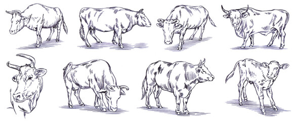 Vintage engrave isolated cow set illustration ink sketch. Bull background calf art - obrazy, fototapety, plakaty