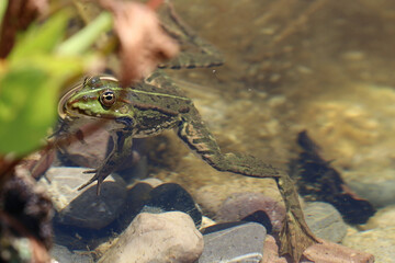 Biotop- und Artenschutz: Ein kleiner Wasserfrosch fühlt sich in seinem naturnahen Gartenteich wie im Paradies