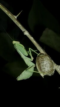 VERTICAL VIDEO: Close-up of large green praying mantis sitting on to clutch of Ootheca (Oviparity).