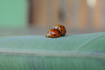 ladybug on grass