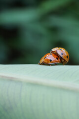 ladybug on a leaf