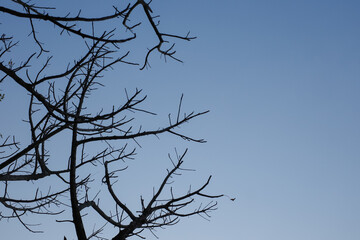 tree branches against blue sky