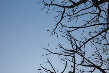 tree branches against blue sky