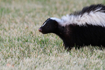 Naklejka na ściany i meble Urban wildlife skunk walking on a a grass lawn