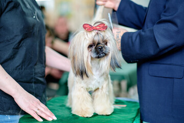 Beautiful funny shih tzu dog at the groomer's table with a butterfly for hair on his head