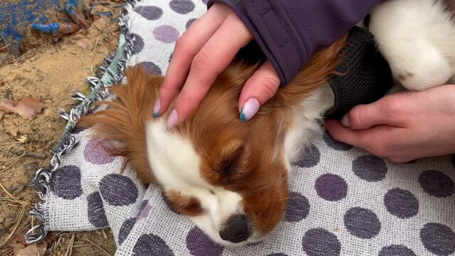 Woman's hand is stroking a cute little red spaniel puppy at a picnic