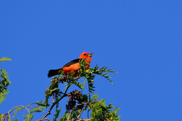 Colorful red male Scarlet Tanager bird sits perched on top a cedar tree