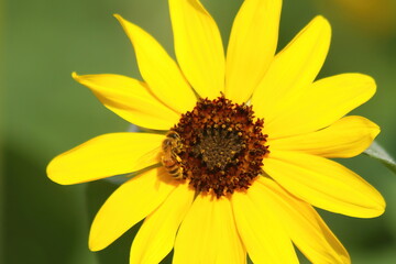 Fototapeta premium Close up Sunflowers and flying bee with Sunflowers background