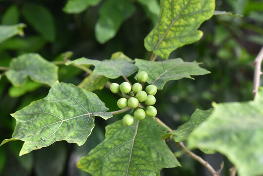 Turkey berry